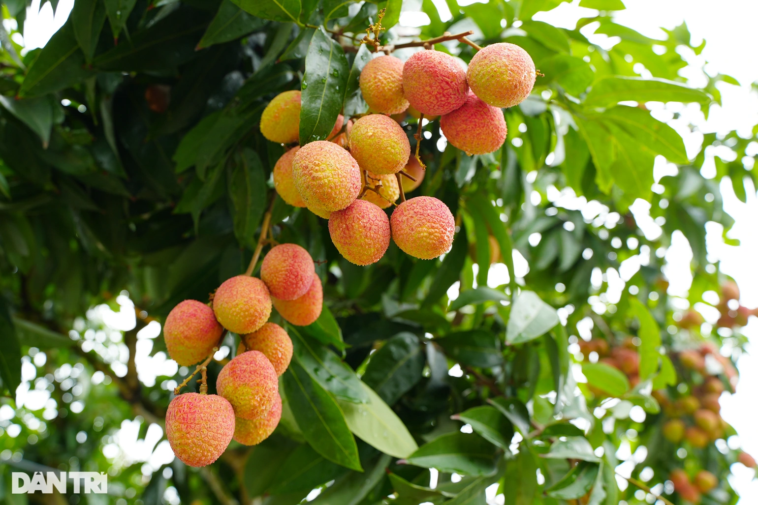 Ảnh minh họa: Đỗ Quân.